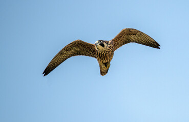Juvenile peregrine falcon flying up close to the camera in Los Angeles. First flight