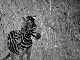 Zebra in wild Africa