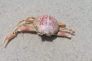 Dead crab on the beach in Atlantic coast of North Florida 