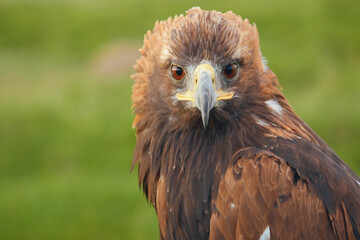 Majestic golden eagle with piercing eyes and striking feathers