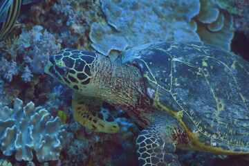 Beautiful sea turtle swimming gracefully among vibrant coral reefs