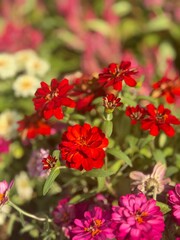 Obraz premium red flowers in the garden