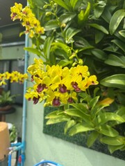 yellow flowers in a vase