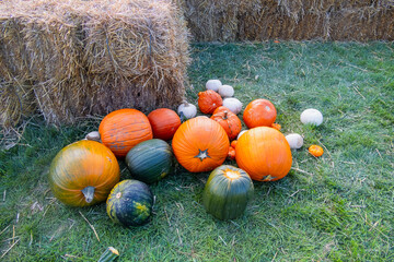 Assorted colorful pumpkin harvest with hay stacks during autumn time in Michigan