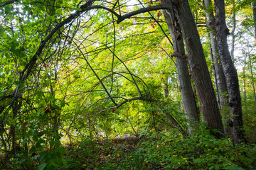 Fototapeta premium Scenic view of forest trail yellowis green lush trees in Michigan countryside during early autumn time.