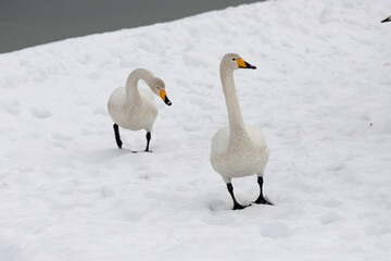 Fototapeta premium Two migratory whooper swans (Cygnus cygnus) walk in a snowfield.