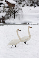 Two migratory whooper swans (Cygnus cygnus) walk in a snowfield.
