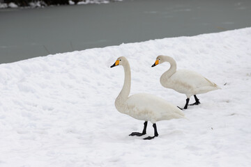 Obraz premium Two migratory whooper swans (Cygnus cygnus) walk in a snowfield.