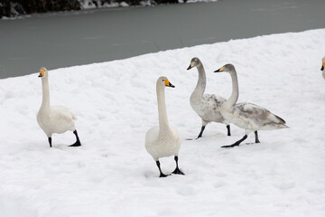 A young whooper swan (Cygnus cygnus), also known as a cygnet, walking side by side on the snow.