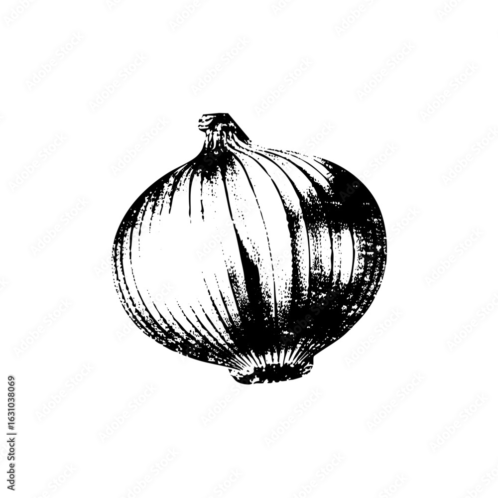 Poster Vector Detailed of a single onion with textured layers.