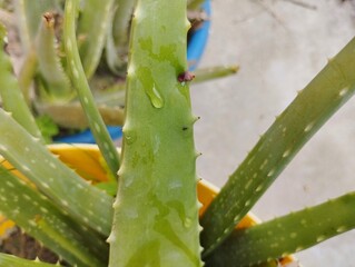 Aloe vera plant closeup in the pot