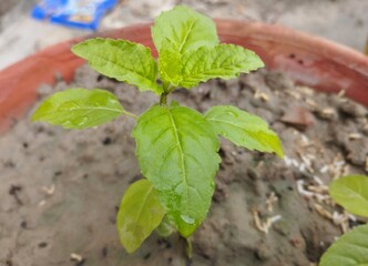 Beautiful small holy basil closeup