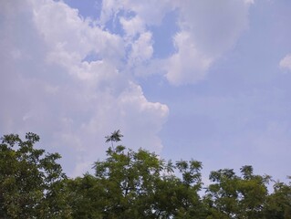 Green lush dense trees with big blue sky and clouds