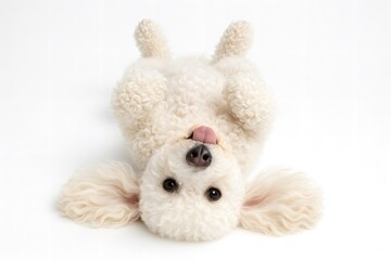 Cute Playful Poodle Dog with Tongue Out in Nature