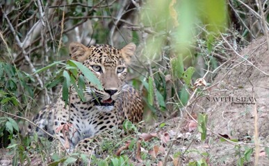 Amazing leopards in the National Parks of Sri Lanka 