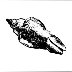 Fototapeta premium Vector Detailed of a textured seashell.