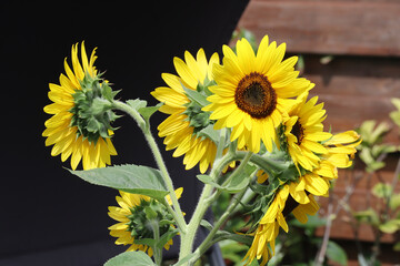 A vibrant cluster of multi headed yellow sunflowers blooming in a sunny summer garden