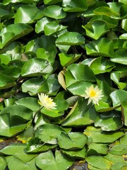 Two white lotus flowers in bloom 