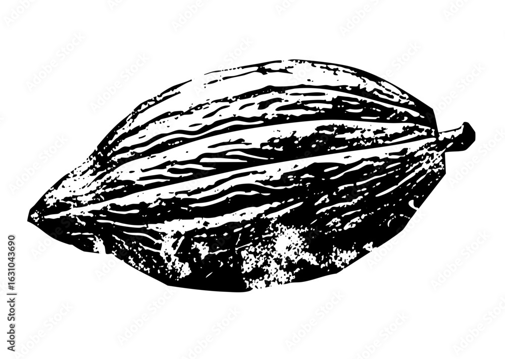 Poster vector detailed of a cocoa pod with textured surface.