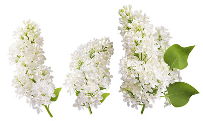 white lilac flowers isolated on transparent background.