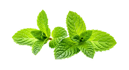Vibrant green mint leaves on black background isolated on a transparent background fresh herb