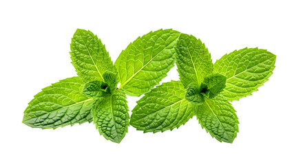 Vibrant green mint leaves on black background isolated on a transparent background fresh herb
