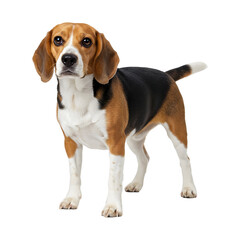 A delightful beagle, posing with a captivating gaze, in full-body shot , isolated on transparent background