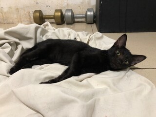 Black cat lounging on a white blanket indoors
