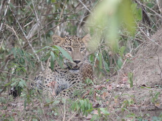 Amazing Leopards in Wilpattu National Park, Sri Lanka 