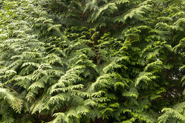 Leaves of a leafy pine tree. Background or texture of green leaves.