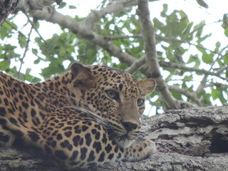 Amazing Leopards in Wilpattu National Park, Sri Lanka 