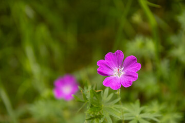 Delicate violet flower with a blurred background.