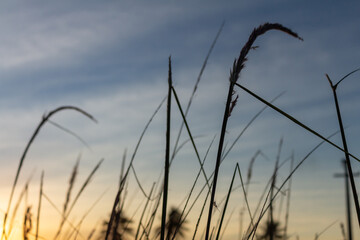 Backlit by small branches at sunset.