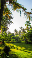 Obraz premium Vibrant tropical garden with a variety of trees, plants, and green grass under bright sunlight. Peaceful and natural outdoor setting, perfect for relaxation.