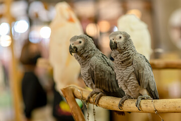 Portrait of Grey parrot, known as the Congo grey parrot, or African grey parrot standing on the...