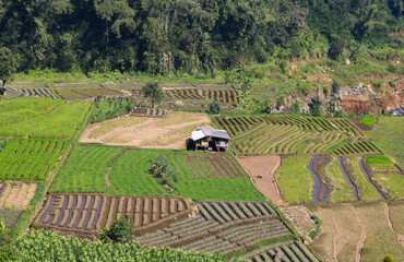 A vibrant green landscape of rice paddies and forested hills under a flawless summer sky.