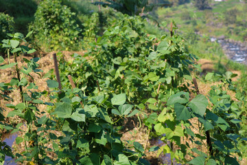 close up photo of a green shrub with thick leaves, the plant grows climbing on bamboo stems