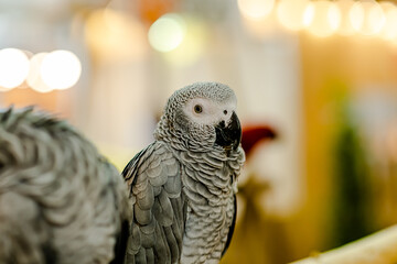 Portrait of Grey parrot, known as the Congo grey parrot, or African grey parrot standing on the bvranch with light bokeh background.