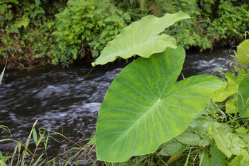 Bright green taro leaves thrive beside a gentle forest creek, full of calm and vitality.