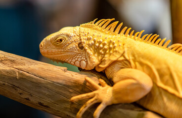 Golden Large Iguana close up shot with blur background