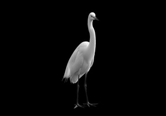 Majestic white egret standing tall with elegant neck and long legs isolated on transparent background
