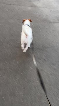 Jack Russell Terrier Dog Limping On Hind Leg. 