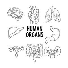 Human internal organs icon set in a black and white line art style. Vector illustration collection of anatomical diagrams for medical education.