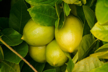 Fresh limes raw green lemons hanging on a lime tree. Green citrus lemon fruit and green leaves in garden. Citrus Limon grows on a tree branch. Lime tree garden and healthy food concept.	
