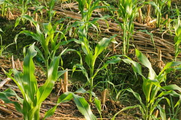 Young corn plants growing in cultivated agricultural field.	

