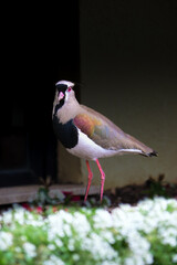 Southern lapwing bird in the middle of a flower bed