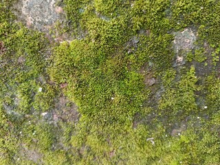green moss on the stone