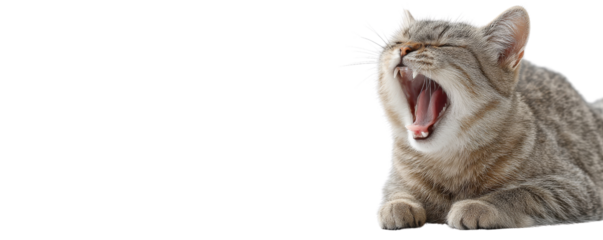 Yawning tabby cat lying down on transparency background, expressing relaxation