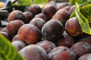 Fresh plums displayed at the local market during summer
