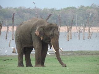 Sri Lankan Elephants in the Kaudulla National Park, Sri Lanka 